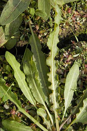 Rumex maritimus \ Ufer-Ampfer / Golden Dock, D Groß-Gerau 21.10.2009