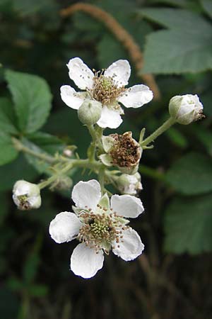 Rubus fruticosus agg. \ Brombeere / Bramble, Blackberry, D Bad Dürkheim 2.7.2011