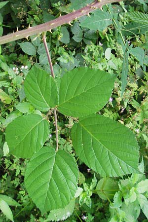 Rubus fruticosus agg. \ Brombeere / Bramble, Blackberry, D Odenwald, Neckargemünd-Mückenloch 6.7.2011