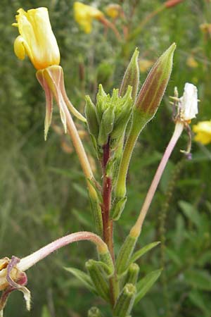 Oenothera coloratissima \ Tieffarbige Nachtkerze / Deep-Colored Evening Primrose, D Graben-Neudorf 16.7.2011