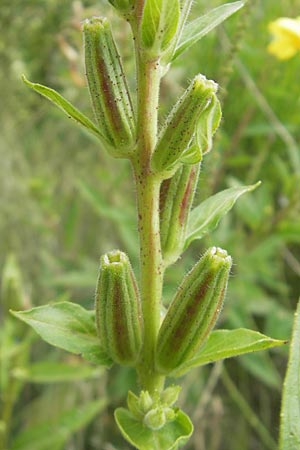 Oenothera coloratissima \ Tieffarbige Nachtkerze, D Graben-Neudorf 16.7.2011