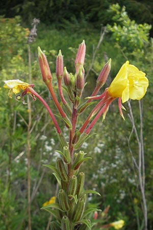 Oenothera coloratissima \ Tieffarbige Nachtkerze / Deep-Colored Evening Primrose, D Graben-Neudorf 16.7.2011