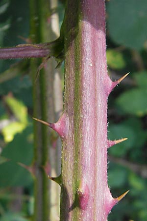 Rubus fruticosus agg. \ Brombeere, D Schauernheim 18.7.2011