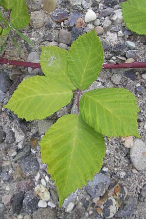 Rubus fruticosus agg. \ Brombeere, D Mannheim 22.7.2011