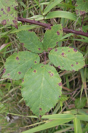 Rubus fruticosus agg. \ Brombeere, D Neckarsteinach 26.7.2011