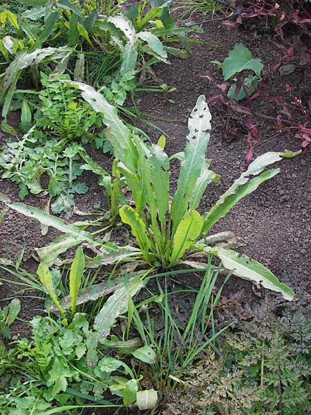 Rumex crispus \ Krauser Ampfer / Curled Dock, D Bad Nauheim 19.9.2012