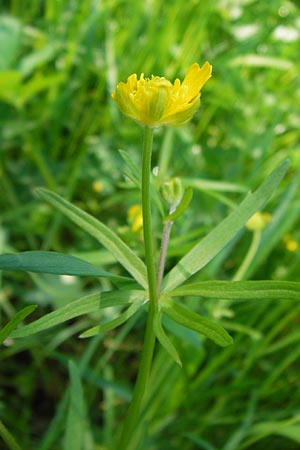 Ranunculus auricomus specF ? \ Gold-Hahnenfu, D Schweinfurt 5.5.2013