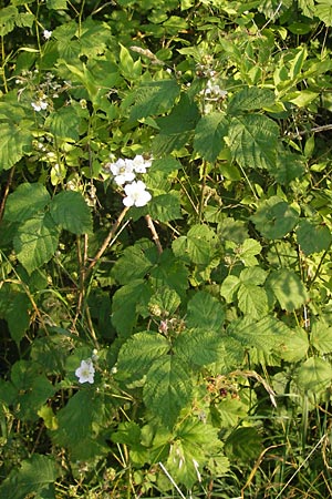 Rubus spec3 ? \ Haselblatt-Brombeere / Bramble, D Bruchsal 5.7.2013