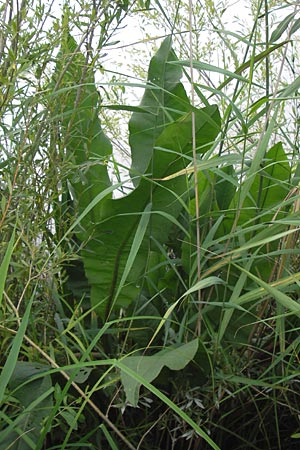 Rumex hydrolapathum \ Flu-Ampfer, Teich-Ampfer / Great Water Dock, D Karlsruhe 27.8.2013