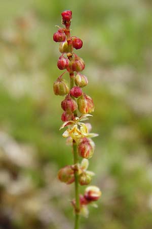 Rumex acetosella \ Kleiner Sauer-Ampfer, D Wetzlar 24.5.2014