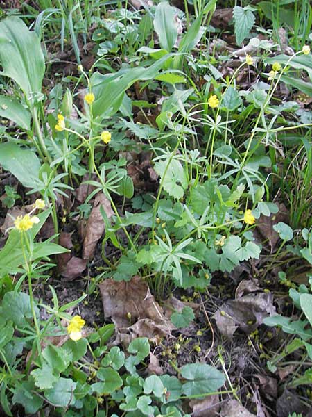 Ranunculus auricomus spec8 ? \ Gold-Hahnenfu / Goldilocks, D Eggenstein 9.4.2011