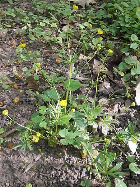 Ranunculus hirsutulus \ Flaum-Gold-Hahnenfu, D Pfalz, Landau 11.4.2011