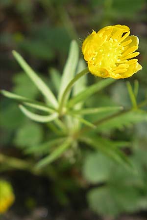 Ranunculus hirsutulus \ Flaum-Gold-Hahnenfu, D Pfalz, Landau 11.4.2011