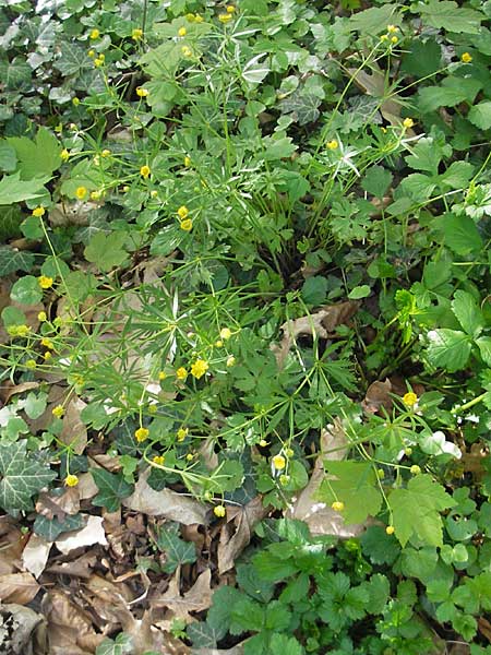 Ranunculus hirsutulus \ Flaum-Gold-Hahnenfu / Fluffy Goldilocks, D Pfalz, Landau 11.4.2011