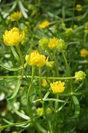 Ranunculus hirsutulus \ Flaum-Gold-Hahnenfu / Fluffy Goldilocks, D Pfalz, Landau 11.4.2011