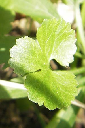 Ranunculus pseudovertumnalis \ Falscher Wechselhafter Gold-Hahnenfu, D Kirchberg an der Jagst 16.4.2011