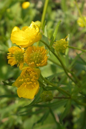 Ranunculus pseudovertumnalis \ Falscher Wechselhafter Gold-Hahnenfu, D Billigheim-Allfeld 16.4.2011