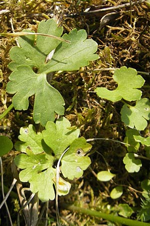 Ranunculus pseudovertumnalis \ Falscher Wechselhafter Gold-Hahnenfu, D Billigheim-Allfeld 16.4.2011