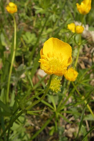 Ranunculus pseudovertumnalis \ Falscher Wechselhafter Gold-Hahnenfu, D Billigheim-Allfeld 16.4.2011