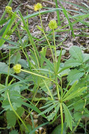 Ranunculus hirsutulus \ Flaum-Gold-Hahnenfu, D Queichhambach 4.5.2011