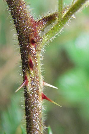 Rubus vestitus \ Samt-Brombeere / Velvet Bramble, D Eberbach 17.7.2012