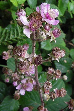 Rubus vestitus \ Samt-Brombeere / Velvet Bramble, D Eberbach 17.7.2012