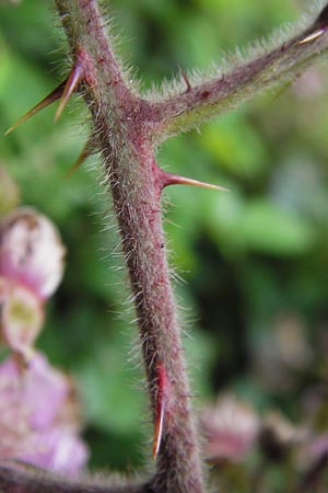 Rubus vestitus \ Samt-Brombeere / Velvet Bramble, D Eberbach 17.7.2012