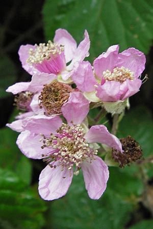 Rubus vestitus \ Samt-Brombeere / Velvet Bramble, D Eberbach 17.7.2012