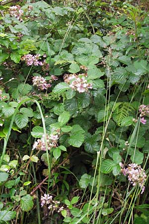 Rubus vestitus \ Samt-Brombeere / Velvet Bramble, D Eberbach 17.7.2012