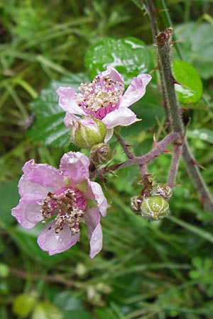 Rubus vestitus \ Samt-Brombeere / Velvet Bramble, D Eberbach 17.7.2012