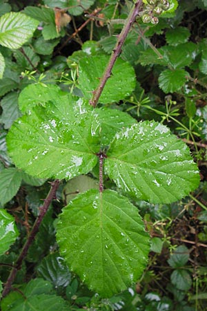 Rubus vestitus \ Samt-Brombeere / Velvet Bramble, D Eberbach 17.7.2012