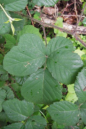 Rubus vestitus \ Samt-Brombeere / Velvet Bramble, D Eberbach 21.7.2012