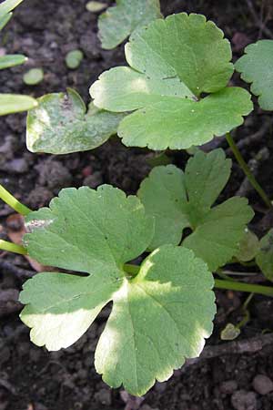 Ranunculus pseudopimus \ Unechter Stattlicher Gold-Hahnenfu, D Thüringen Weimar, Historischer Friedhof 6.5.2013