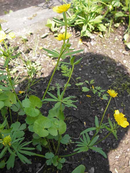 Ranunculus pseudopimus \ Unechter Stattlicher Gold-Hahnenfu, D Thüringen Weimar, Historischer Friedhof 6.5.2013