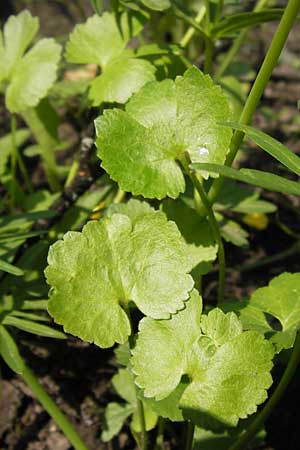 Ranunculus pseudopimus \ Unechter Stattlicher Gold-Hahnenfu, D Thüringen Weimar, Historischer Friedhof 6.5.2013