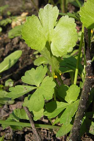 Ranunculus pseudopimus \ Unechter Stattlicher Gold-Hahnenfu / False Portly Goldilocks, D Thüringen Weimar, Historischer Friedhof 6.5.2013