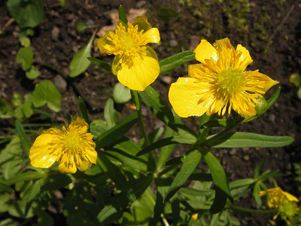 Ranunculus pseudopimus \ Unechter Stattlicher Gold-Hahnenfu / False Portly Goldilocks, D Thüringen Weimar, Historischer Friedhof 6.5.2013