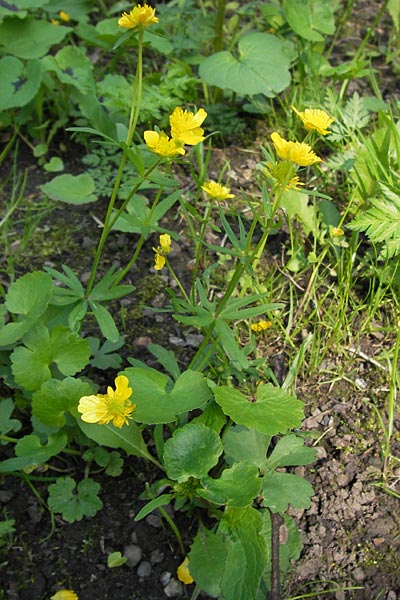 Ranunculus pseudopimus \ Unechter Stattlicher Gold-Hahnenfu / False Portly Goldilocks, D Thüringen Weimar, Historischer Friedhof 6.5.2013