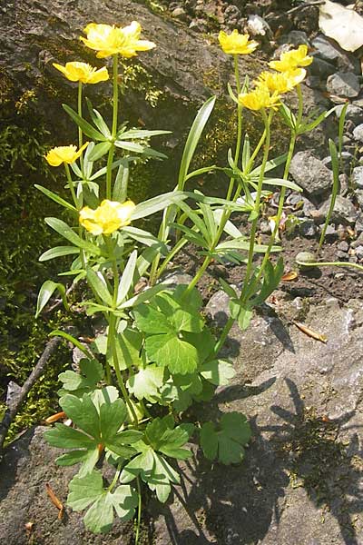 Ranunculus vertumnalis ? \ Wechselhafter Gold-Hahnenfu / Alternating Goldilocks, D Thüringen Weimar, Historischer Friedhof 6.5.2013