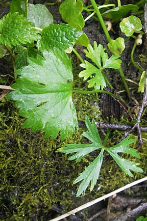 Ranunculus walo-kochii / Koch's Goldilocks, D Zusmarshausen 5.5.2012