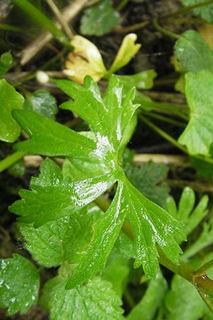 Ranunculus walo-kochii \ Kochs Gold-Hahnenfu / Koch's Goldilocks, D Zusmarshausen 5.5.2012