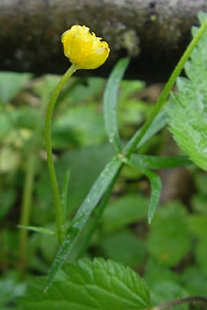 Ranunculus walo-kochii \ Kochs Gold-Hahnenfu / Koch's Goldilocks, D Zusmarshausen 5.5.2012