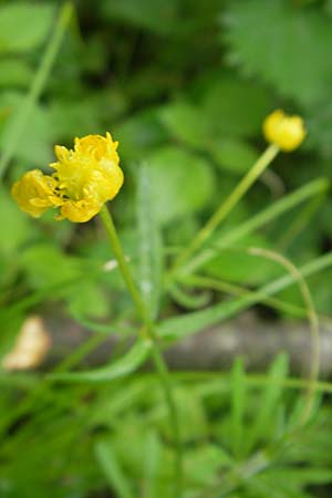 Ranunculus walo-kochii / Koch's Goldilocks, D Zusmarshausen 5.5.2012