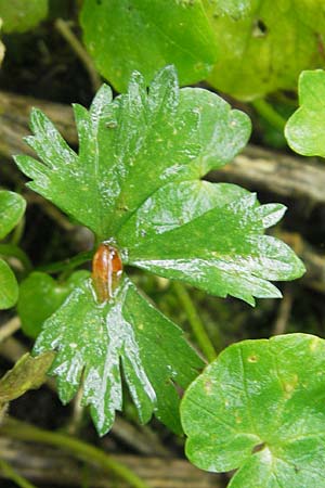 Ranunculus walo-kochii \ Kochs Gold-Hahnenfu, D Zusmarshausen 5.5.2012