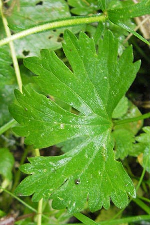 Ranunculus walo-kochii \ Kochs Gold-Hahnenfu / Koch's Goldilocks, D Zusmarshausen 5.5.2012