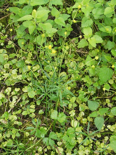 Ranunculus walo-kochii \ Kochs Gold-Hahnenfu, D Zusmarshausen 5.5.2012