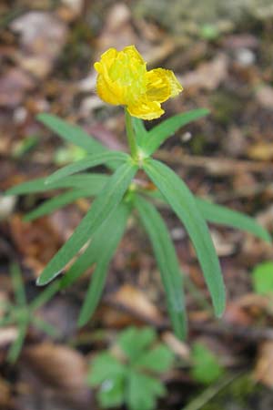 Ranunculus alsaticus ? \ Elssser Gold-Hahnenfu / Alsacian Goldilocks, D Franken/Franconia Weismain 7.5.2012