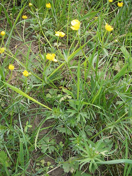 Ranunculus auricomus spec2 ? \ Gold-Hahnenfu / Goldilocks, D Adelsheim 16.4.2011