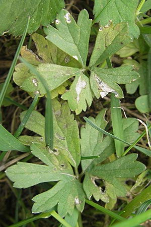 Ranunculus auricomus spec2 ? \ Gold-Hahnenfu / Goldilocks, D Adelsheim 16.4.2011