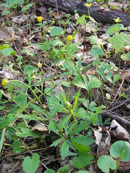 Ranunculus varicus \ Spreizender Gold-Hahnenfu / Splaying Goldilocks, D Thüringen, Weimar 5.5.2013